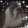 puppy_935